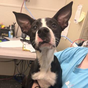 Nola -  Mixed Breed Dog for Adoption in Columbiana, Alabama - Nola | PetCurious