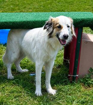 Dodger -  Australian Shepherd and Golden Retriever Dog for Adoption in Dallas, Texas - Dodger | PetCurious
