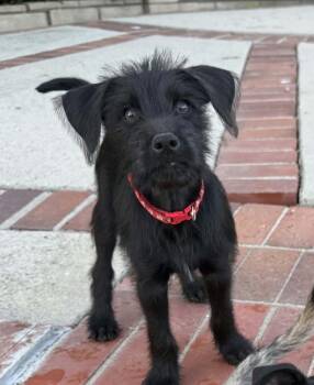Luis Fernando -  Yorkshire Terrier and Alaskan Malamute Dog for Adoption in Walnut Park, California - Luis Fernando | PetCurious