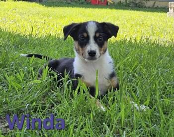 Winda -  Australian Shepherd Dog Available for Adoption in West Peoria, Illinois - Winda | PetCurious