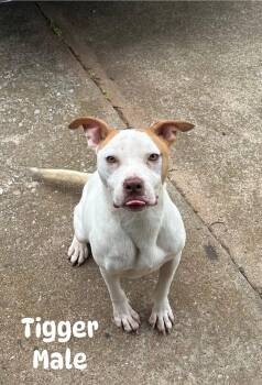 Rescue Mixed Breed Dogs for Adoption in Chickasha, Oklahoma - Tigger | PetCurious