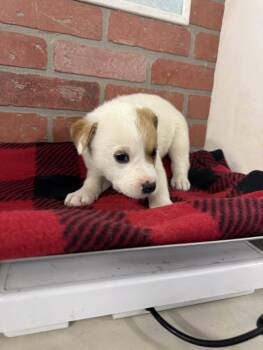 American Staffordshire Terrier and Mixed Breed Dogs Available for Adoption in Houston, Texas - EVANGELINE | PetCurious