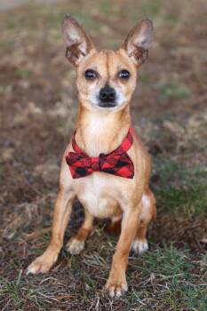 Chihuahua Dogs Available for Adoption - Taquito | PetCurious