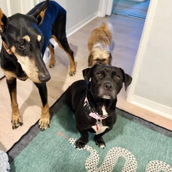 Dachshund and Retriever Dogs Available for Adoption - Speedbump Is Low And Long | PetCurious