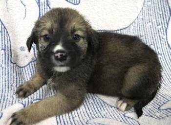 Almond -  Shepherd Dog for Adoption in Thief River Falls, Minnesota - Almond | PetCurious