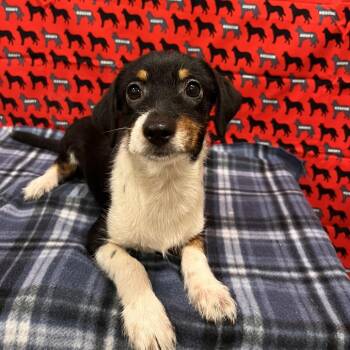 Takis -  Chihuahua and Dachshund Dog for Adoption in Washburn, Missouri - Takis | PetCurious