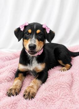 VERA -  Border Collie and Labrador Retriever Dog for Adoption in Mount Laurel Township, New Jersey - VERA | PetCurious