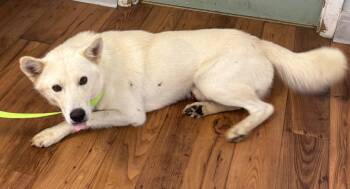 Banks -  Husky and Shepherd Dog for Adoption in Fayetteville, Tennessee - Banks | PetCurious