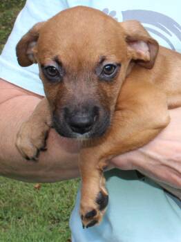 Kirby 44217 -  Retriever Dog for Adoption in Prattville, Alabama - Kirby 44217 | PetCurious