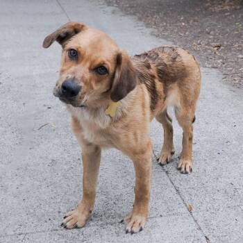 DRACONIDS -  Retriever and Mixed Breed Dog for Adoption in Richmond, California - DRACONIDS | PetCurious