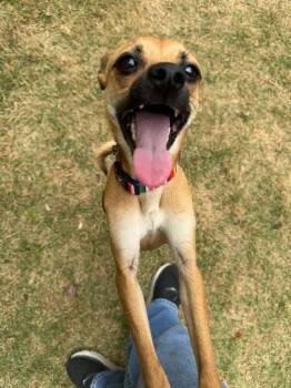 Chihuahua Dogs Available for Adoption in Calera, Alabama - Bingo | PetCurious