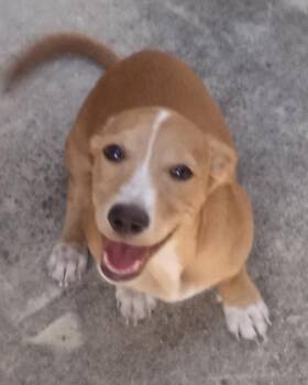 Adrian -  Dachshund and Miniature Pinscher Dog for Adoption in Schertz, Texas - Adrian | PetCurious