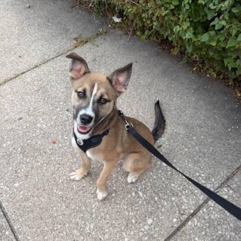 Yote -  Mixed Breed Dog for Adoption in Blue Island, Illinois - Yote | PetCurious