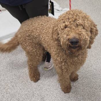 Poodle and Golden Retriever Dogs Available for Adoption in Arlington, Virginia - Curly Pie | PetCurious