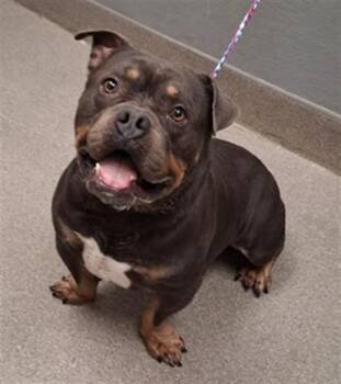 OTTER BOX -  American Bulldog and Mixed Breed Dog for Adoption in Las Vegas, Nevada - OTTER BOX | PetCurious