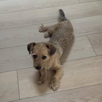 Muffy -  Mixed Breed Dog for Adoption in Otisfield, Maine - Muffy | PetCurious