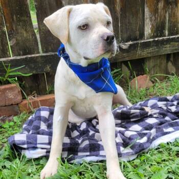 Rescue Hound Dogs for Adoption in Enterprise, Alabama - Sam | PetCurious