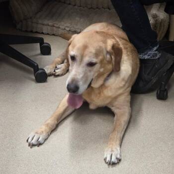 Labrador Retriever Dogs Available for Adoption in Fort Bragg, California - Levi | PetCurious