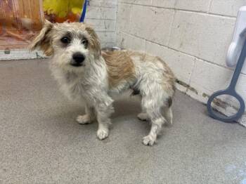 KENNY -  Maltese Dog for Adoption in San Bernardino, California - KENNY | PetCurious