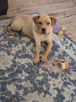 Trixie -  Mixed Breed Dog for Adoption in Sioux Falls, South Dakota - Trixie | PetCurious