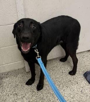 Kenobi -  Labrador Retriever and Mixed Breed Dog for Adoption in Kansas City, Missouri - Kenobi | PetCurious