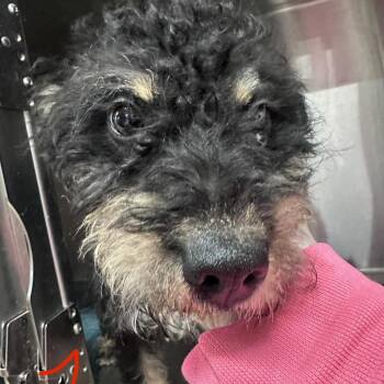 Mixed Breed Dogs Available for Adoption in Canton, Illinois - Rizzo | PetCurious