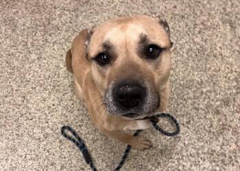 Pit Bull Terrier and Mixed Breed Dogs Available for Adoption in Colorado Springs, Colorado - SIR FRANCIS | PetCurious