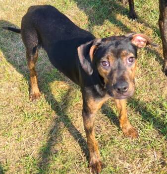 Pit Bull Terrier and Boxer Dogs Available for Adoption in Swainsboro, Georgia - Buddy | PetCurious