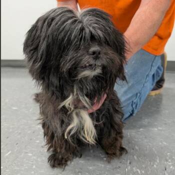 Panda -  Shih Tzu and Mixed Breed Dog for Adoption in Fairfax, Virginia - Panda | PetCurious
