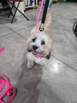 Jessica -  Havanese Dog for Adoption in Waunakee, Wisconsin - Jessica | PetCurious
