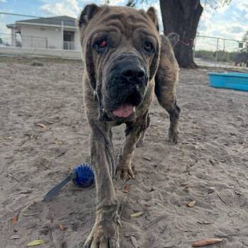 Cane Corso Dogs Available for Adoption in Lake Panasoffkee, Florida - Churro | PetCurious