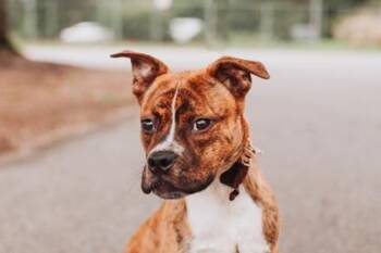 93168a Waverly -  Boxer and Mixed Breed Dog for Adoption in North Charleston, South Carolina - 93168a Waverly | PetCurious