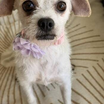 Portia -  Chihuahua and Jack Russell Terrier Dog for Adoption in Redondo Beach, California - Portia | PetCurious