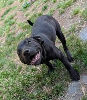 Labrador Retriever and Retriever Dogs Available for Adoption in Oceanport, New Jersey - Elsie | PetCurious