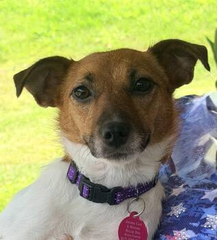 Lovey -  Fox Terrier Dog for Adoption in Pittsburgh, Pennsylvania - Lovey | PetCurious
