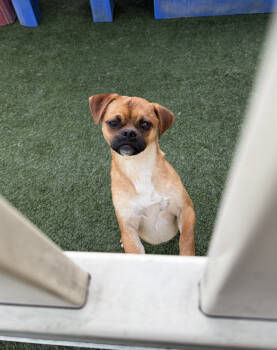 Rescue Pug and Chihuahua Dogs for Adoption in New York, New York - Bambino | PetCurious