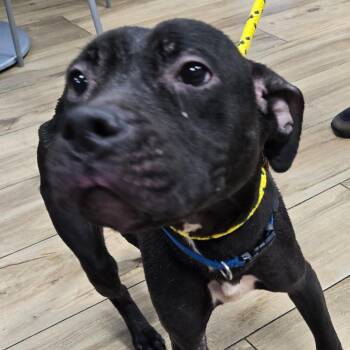Rowan -  Mixed Breed Dog for Adoption in Newark, New Jersey - Rowan | PetCurious