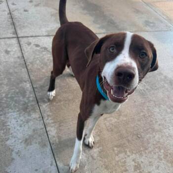 Marco -  Mixed Breed Dog for Adoption in Monticello, Iowa - Marco | PetCurious