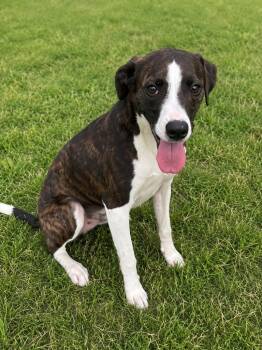 Pecan -  Mixed Breed Dog for Adoption in Wabash, Indiana - Pecan | PetCurious
