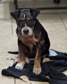 Rescue Mixed Breed Dogs for Adoption in Hortense, Georgia - Sonny | PetCurious