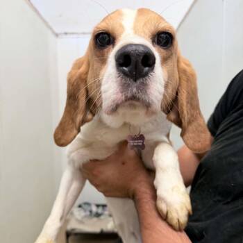 Beagle Dogs Available for Adoption in Chino Hills, California - Edgar Degas - Chino Hills Location | PetCurious
