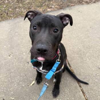 Mixed Breed Dogs Available for Adoption in Chicago, Illinois - Bubba | PetCurious