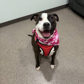 Rescue Pit Bull Terrier Dogs for Adoption in Sault Ste. Marie, Michigan - Opie | PetCurious