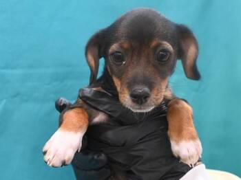 Yates -  Chihuahua Dog for Adoption in Portland, Oregon - Yates | PetCurious