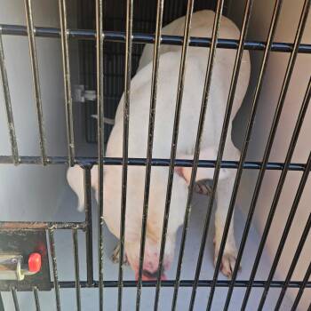 Ruijerd -  Mixed Breed Dog for Adoption in Philadelphia, Pennsylvania - Ruijerd | PetCurious