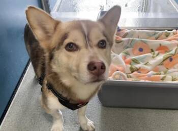 Rescue Siberian Husky and Chihuahua Dogs for Adoption in San Clemente, California - BANDIT | PetCurious