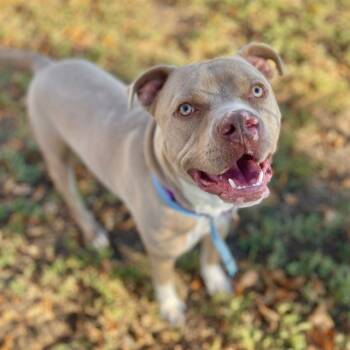 Rescue Pit Bull Terrier Dogs for Adoption in Aurora, Colorado - BUTTERFINGER | PetCurious
