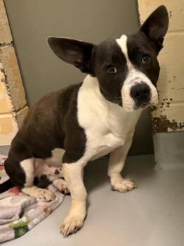 Pit Bull Terrier and Mixed Breed Dogs Available for Adoption in Tulsa, Oklahoma - MICKEY MOUSE | PetCurious
