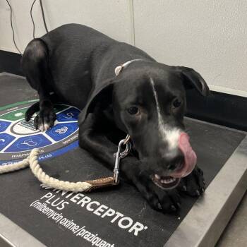 Ranger -  Terrier Dog for Adoption in Tampa, Florida - Ranger | PetCurious