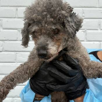 Rescue Poodle Dogs for Adoption in Northbrook, Illinois - Bubba Gump | PetCurious